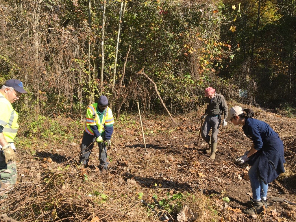 removing nonnative invasive species