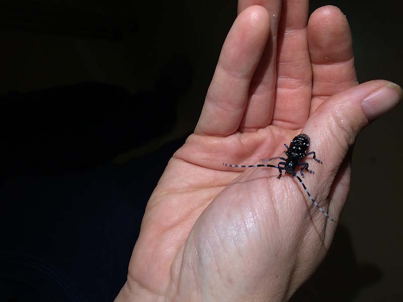 Asian Longhorned beetle in a hand