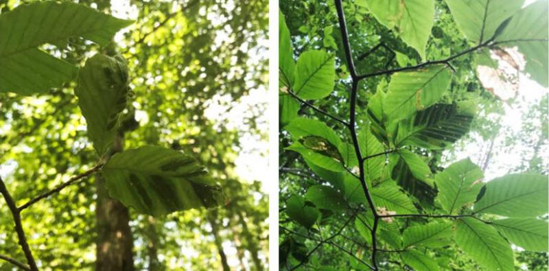 beech leaf disease images