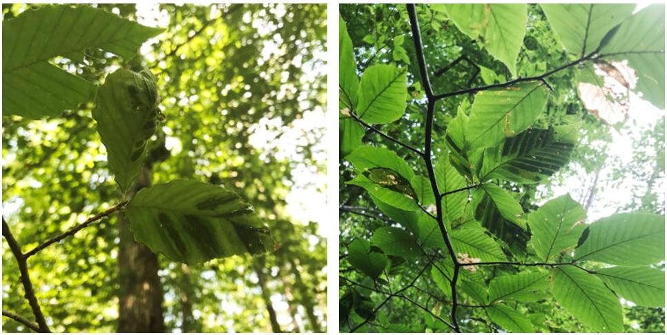 Beech Leaf Disease