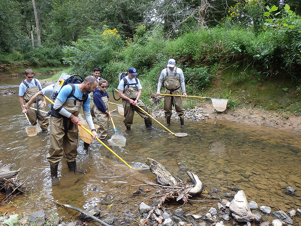 Fish survey