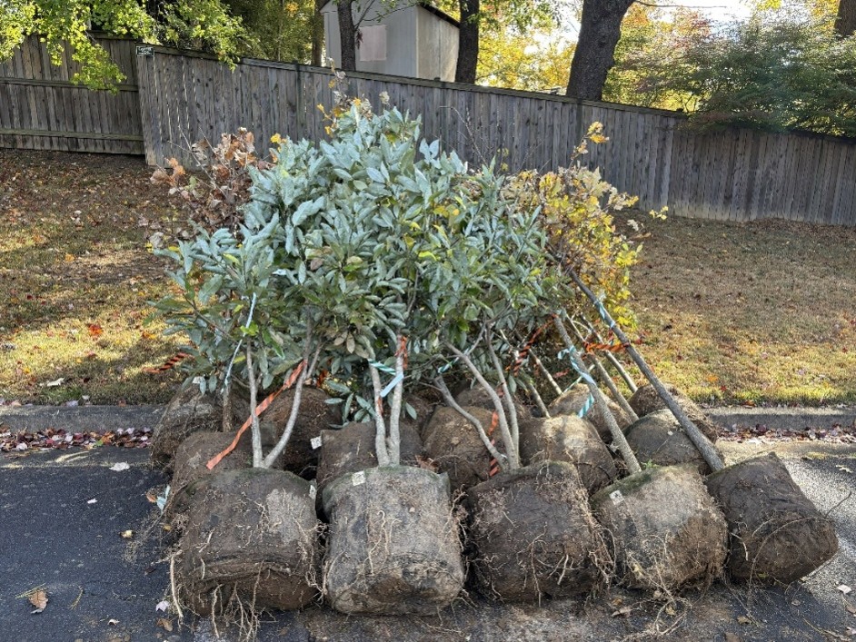 Free trees