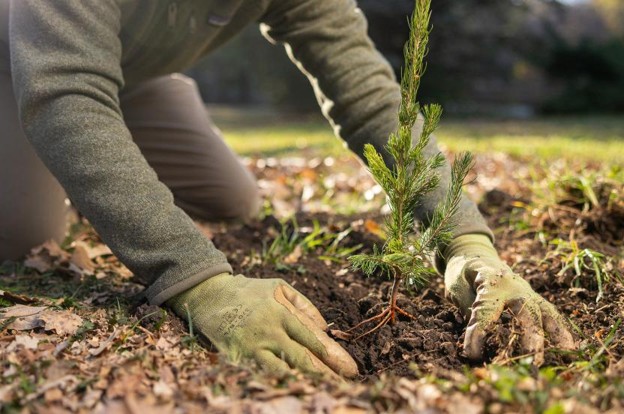 person planting a tree