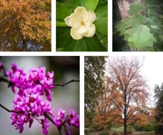 give away trees - spring 2026