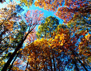 Oak tree cover.