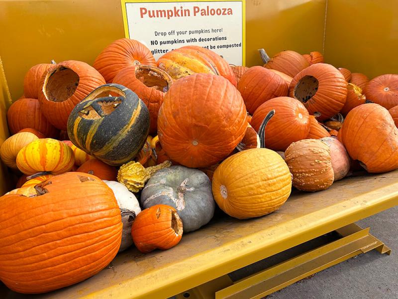 Pumpkins at Pumpkin Palooza