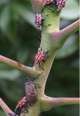 2-Spotted-Lanternfly-2023