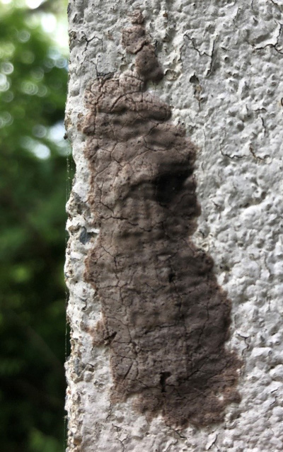 Spotted Lanternfly egg mass.