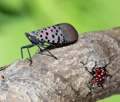Spotted Lanternfly.