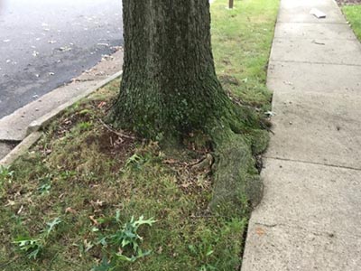 tree roots impact sidewalk