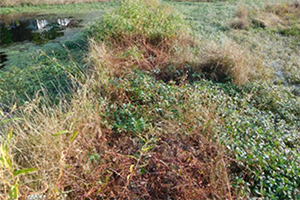 Overgrown vegetation on gabion wall