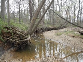 Photo: Channel widening causing tree root exposure