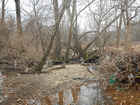 Photo - Channel widening has undermined trees along the bank, causing roots to be exposed and ultimately to fall