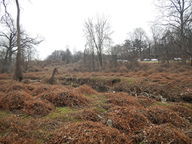 Photo - Non-native plants have taken over, suffocating all native vegetation growth. A project goal is to treat non-native species and promote a native riparian buffer. 