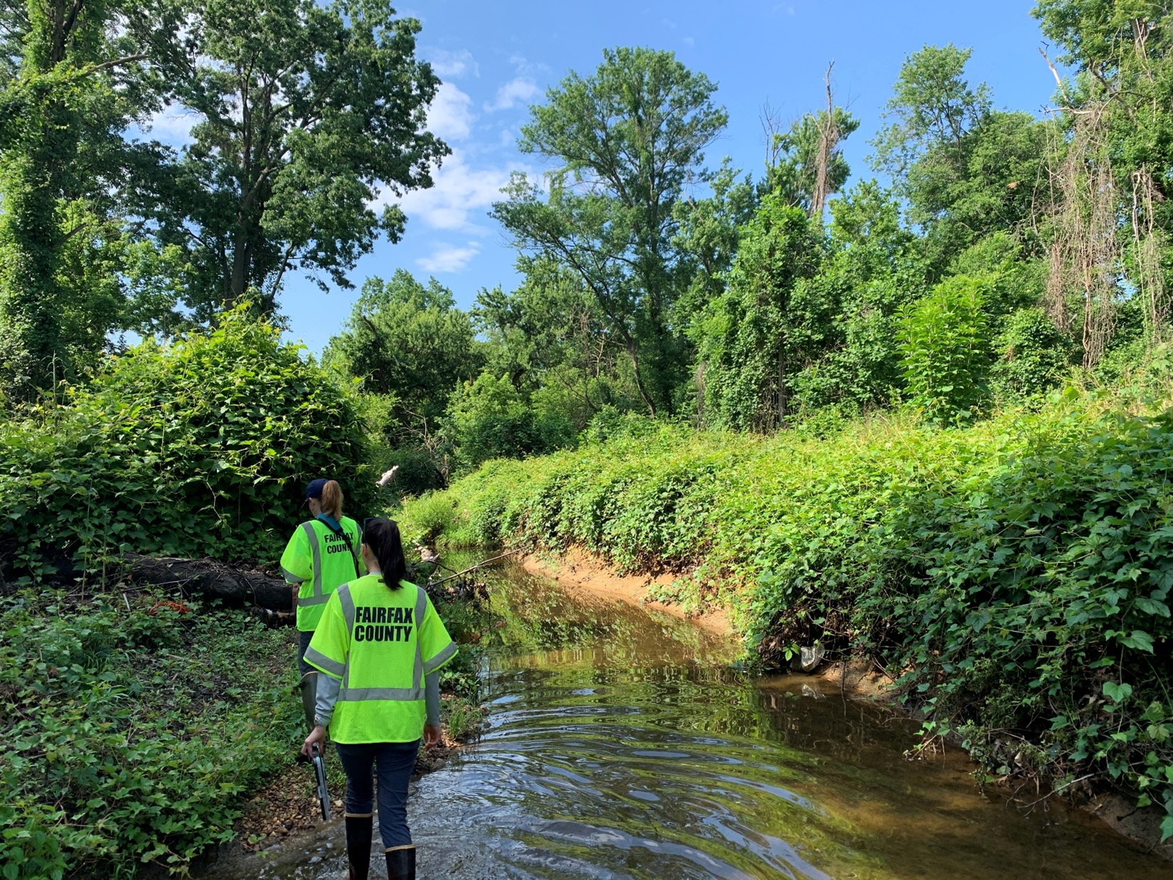 Non-native plants have taken over, suffocating all native vegetation growth. A project goal is to treat non-native species and promote a native riparian buffer.