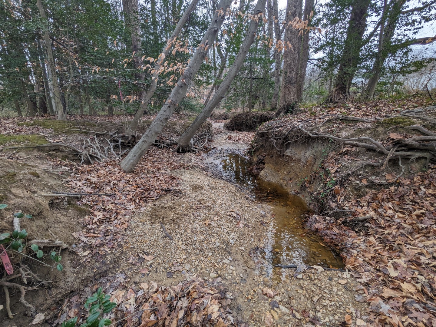 Undermined Trees Starting to Fail