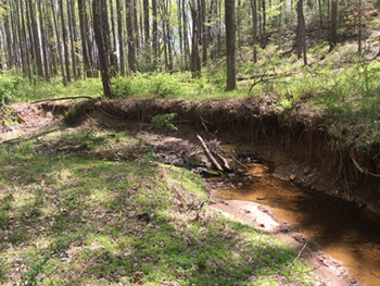 looking upstream outer bank erosion