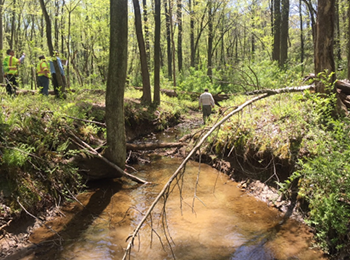 looking upstream at incised channel in lower reach of main stem