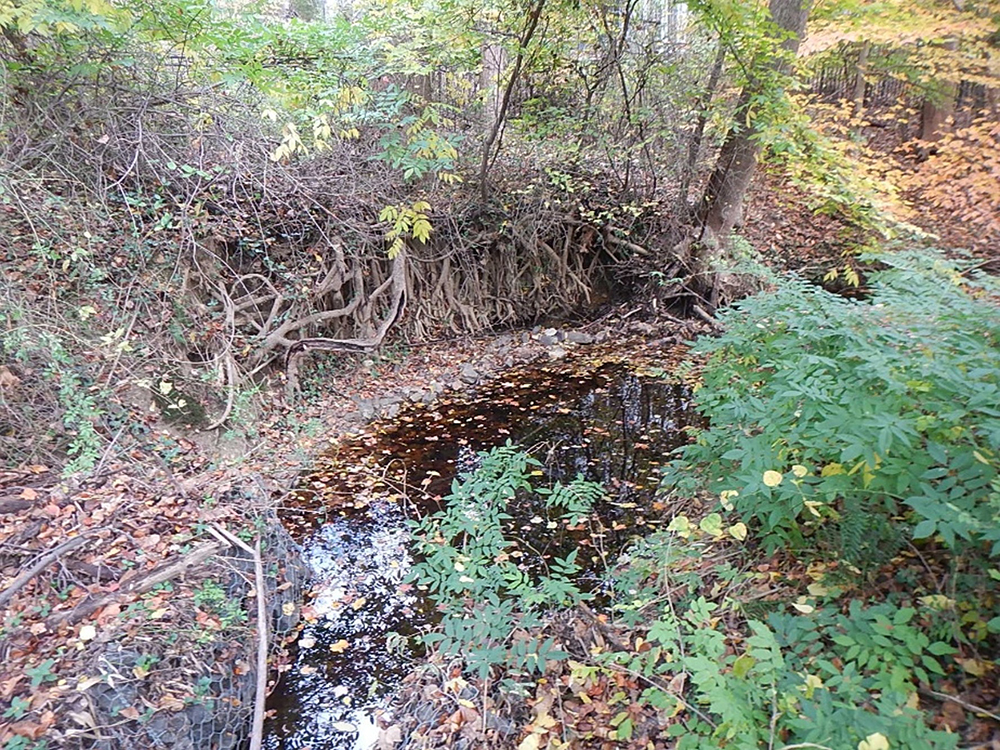 Little Pimmit Run near MacArthur Drive