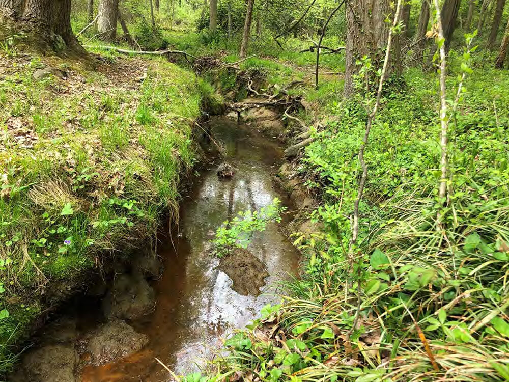 Photo - Down-cutting and widening channel with vertical and undercut banks downstream of Linton Lane.