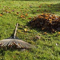 Leaves and rake on lawn