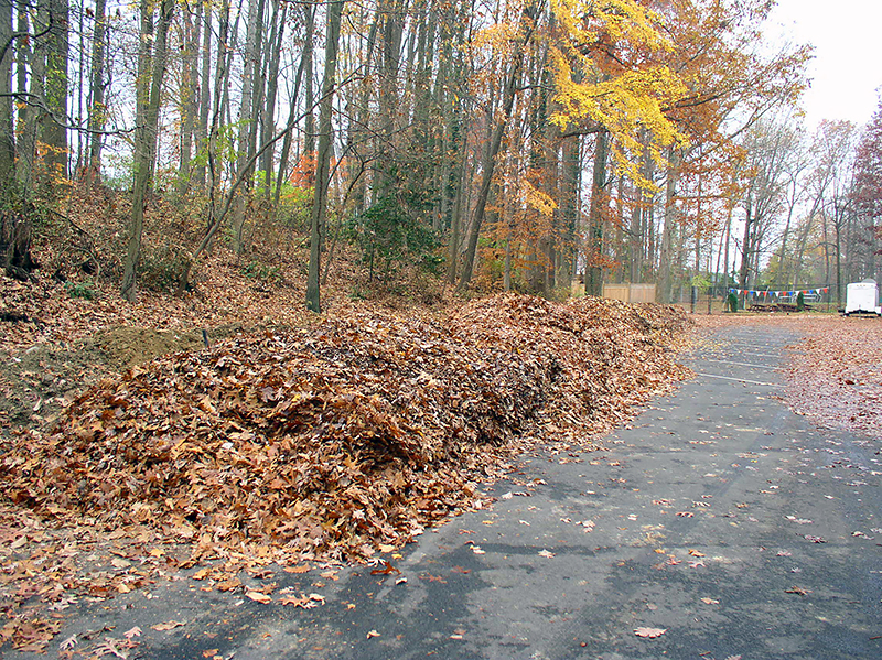 Curbside Leaves