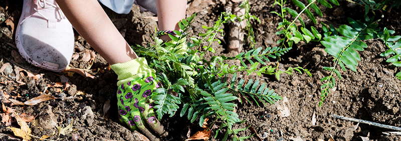 Student plants a shrub