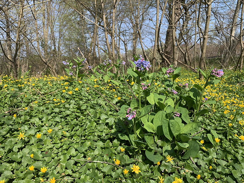 Celandine and Virginia Bluebells