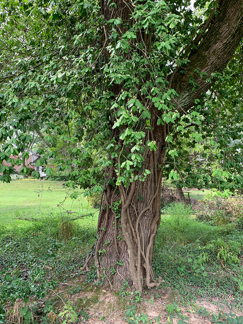 wintercreeper thick vines