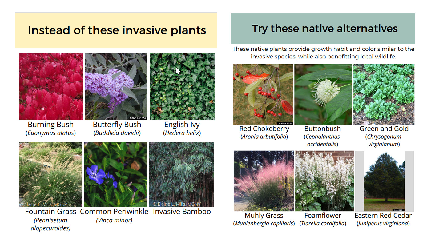 Instead of these invasive plants: Burning Bush
(Euonymus alatus), Butterfly Bush (Buddleia davidii), English Ivy (Hedera helix), Fountain Grass (Pennisetum alopecuroides), Common Periwinkle (Vinda minor), Invasive Bamboo, Try these native alternatives [These native plants provide growth habit and color similar to the
invasive species, while also benefitting local wildlife.] Red Chokeberry (Aronia arbutifolia), Buttonbush (Cephalanthus occidentalis), Green and Gold (Chrysogonum virginianum), Muhly Grass (Muhlenbergia capillaris), Foamflower (Tiarella cordifolia), Eastern Red Cedar ((Juniperus virginiana)