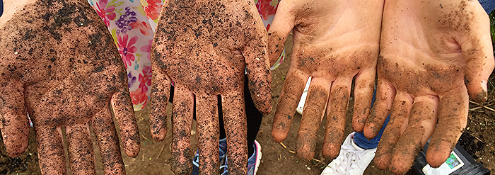 Dirty hands from planting trees