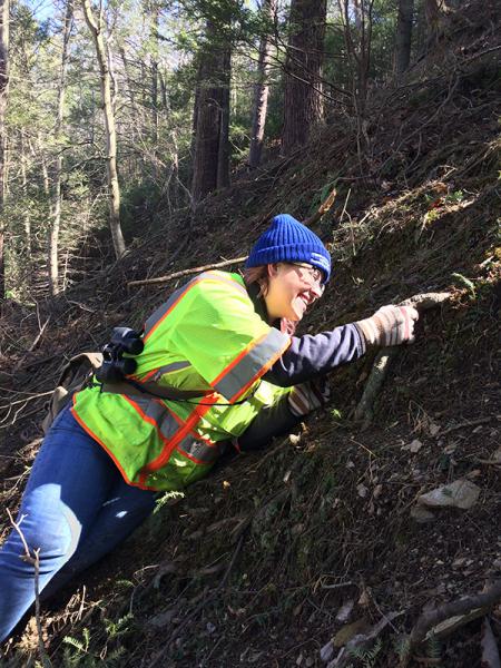 An urban forester climbs a steep hill to monitor hemlock trees.