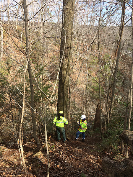Two workers standing below a tall tree on a hill.