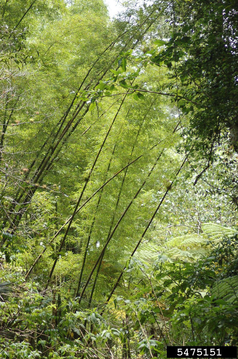 invasive bamboo