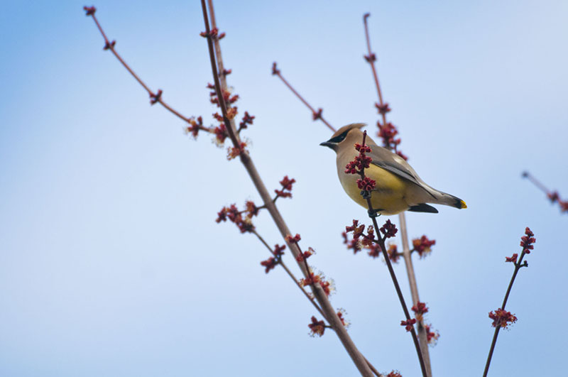 Cedar Waxwing on a maple tree