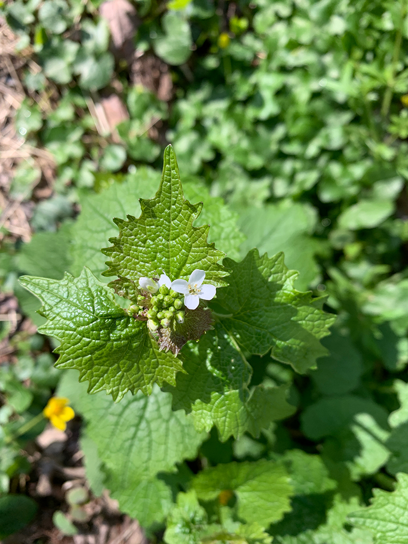 garlic mustard in flower