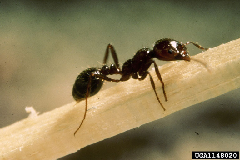 Red imported fire ants (RIFA)
