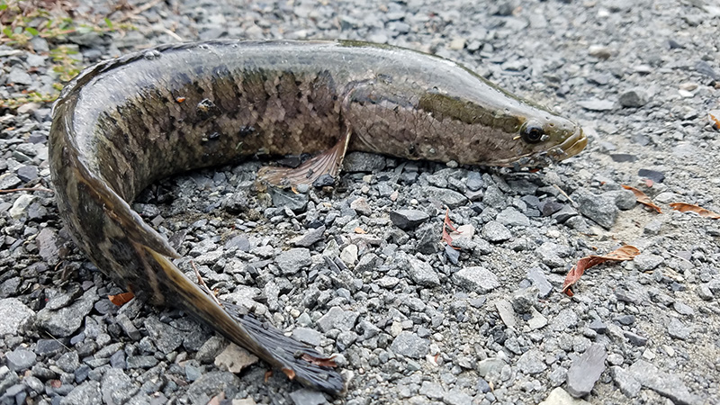 snakehead