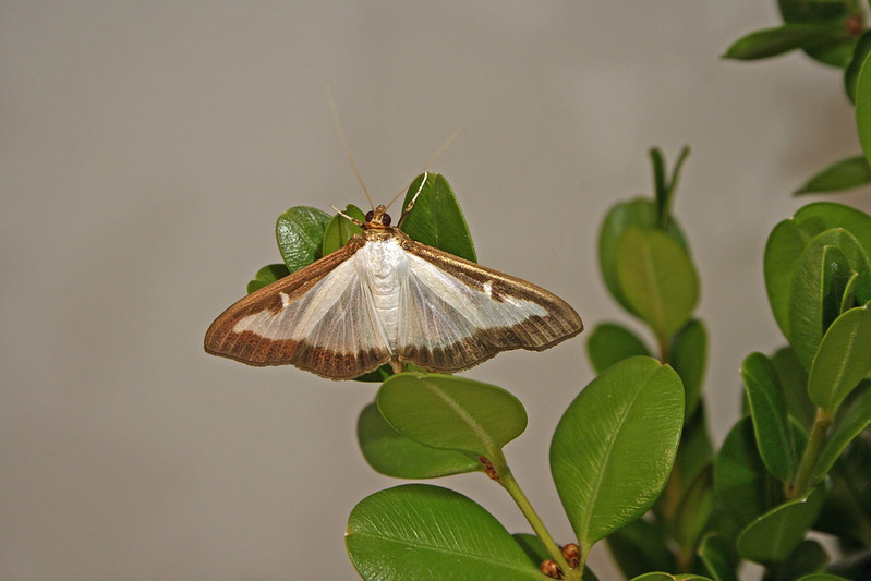 Box Tree Moth - USDA Image
