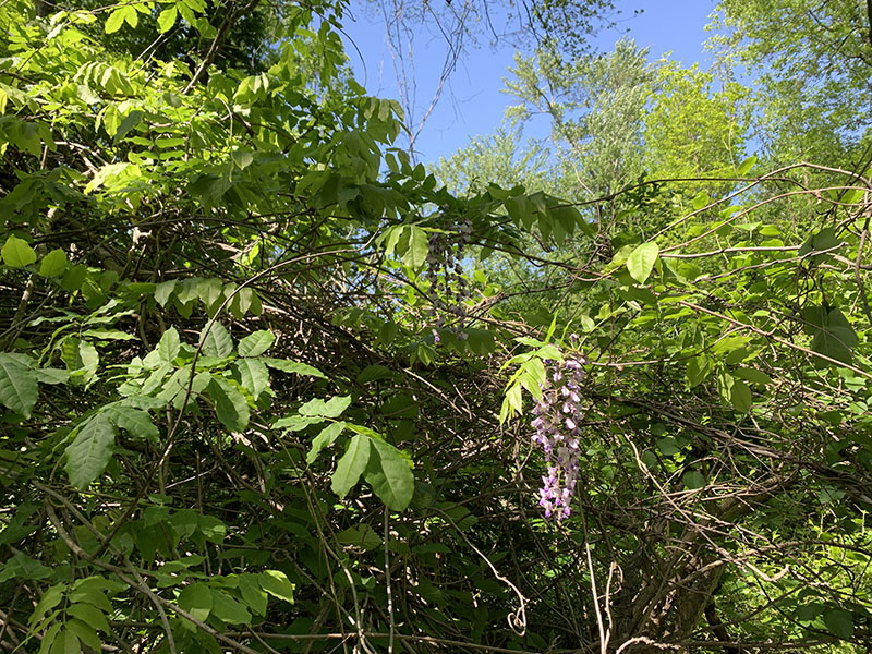Invasive wisteria