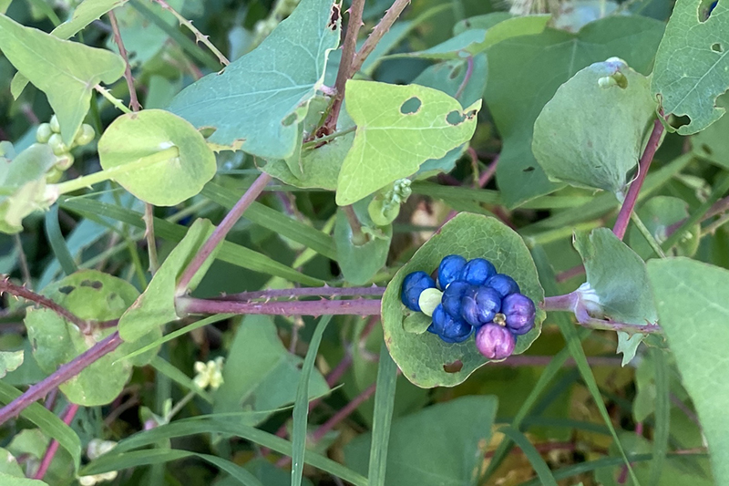 Mile-a-minute with berries