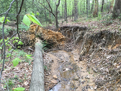 Bank Erosion Long Branch Tributary in Old Forge Park