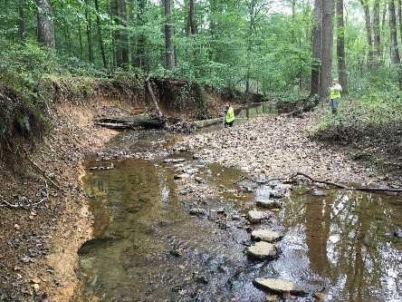 Picture - Vertical banks 8 to 10 feet high in the mainstem of Rocky Branch