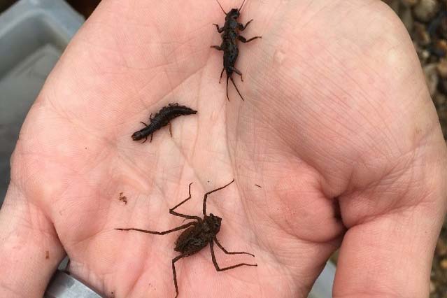 Examples of benthic macroinvertebrates found in streams.