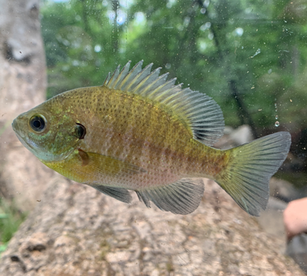 Example of fish found in streams 