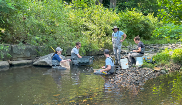 County staff identify fish in a Scotts Run stream restoration project. 