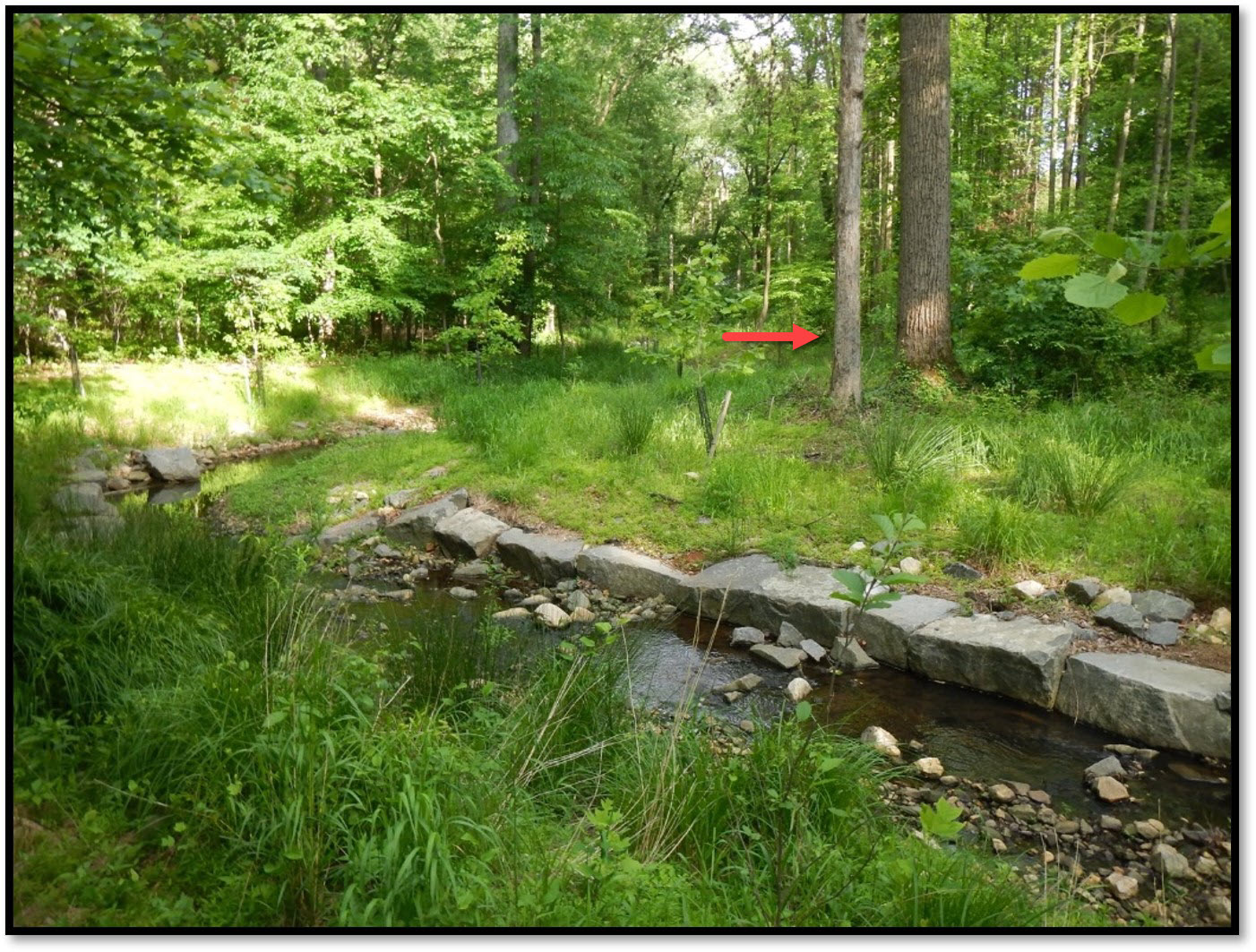 2-years after construction completion, tree along stream bank