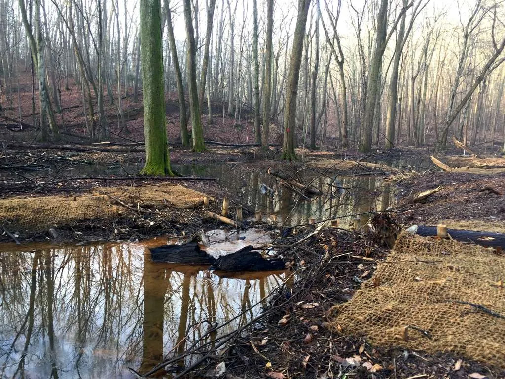 Beaver Dam Analog (BDA) Functions-based restoration -  Bacon Ridge, Anne Arundel Co, MD Restoration by Biohabitats