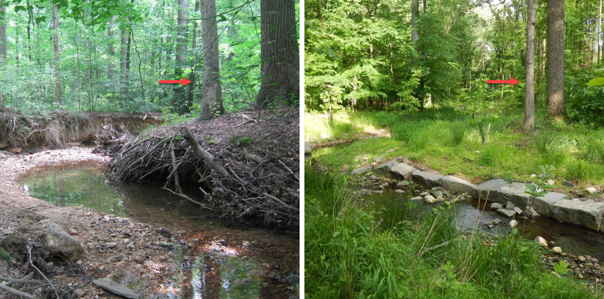 Tree along stream bank before and after restoration