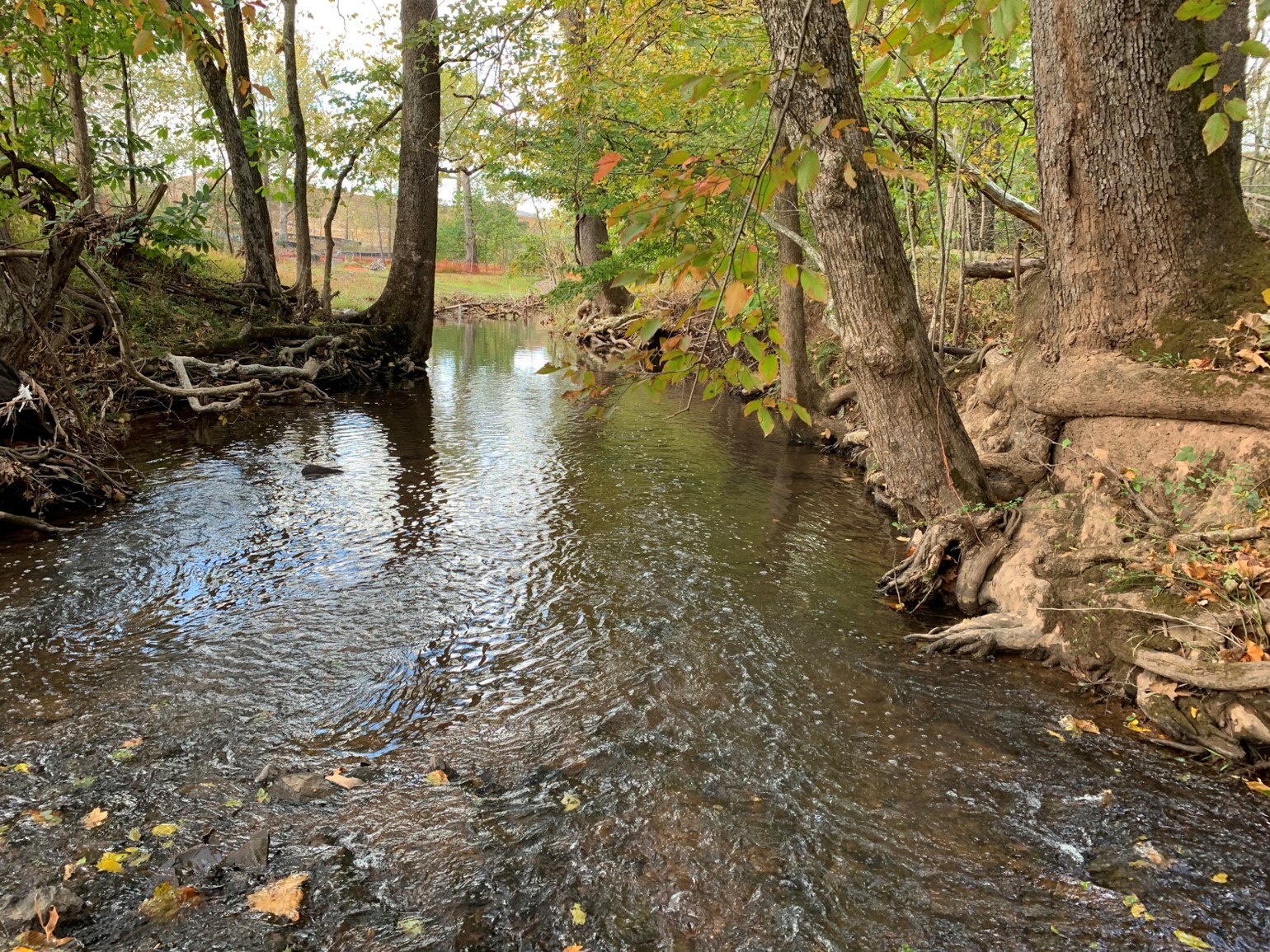 Looking downstream through tree save area.